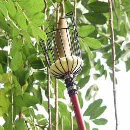 Olma yig'ishda nimalarga e'tibor berishim kerak?