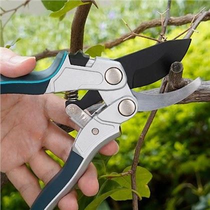 Olma daraxtlaringiz uchun mukammal budaklarni tanlash: bog'bon uchun qo'llanma